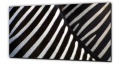 Zebras Nahaufnahme